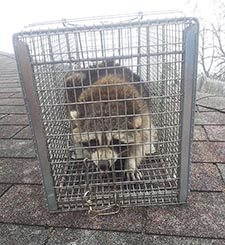 raccoon trapping Wauwatosa