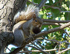 squirrels in attic Wauwatosa